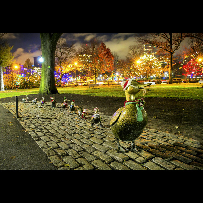 Christmas Ducklings - photo by Kyle Klein